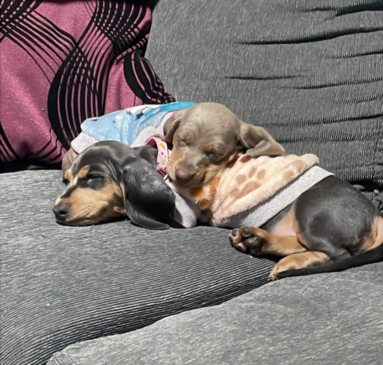 India y Alaska · Dachshund · Woods Puppys